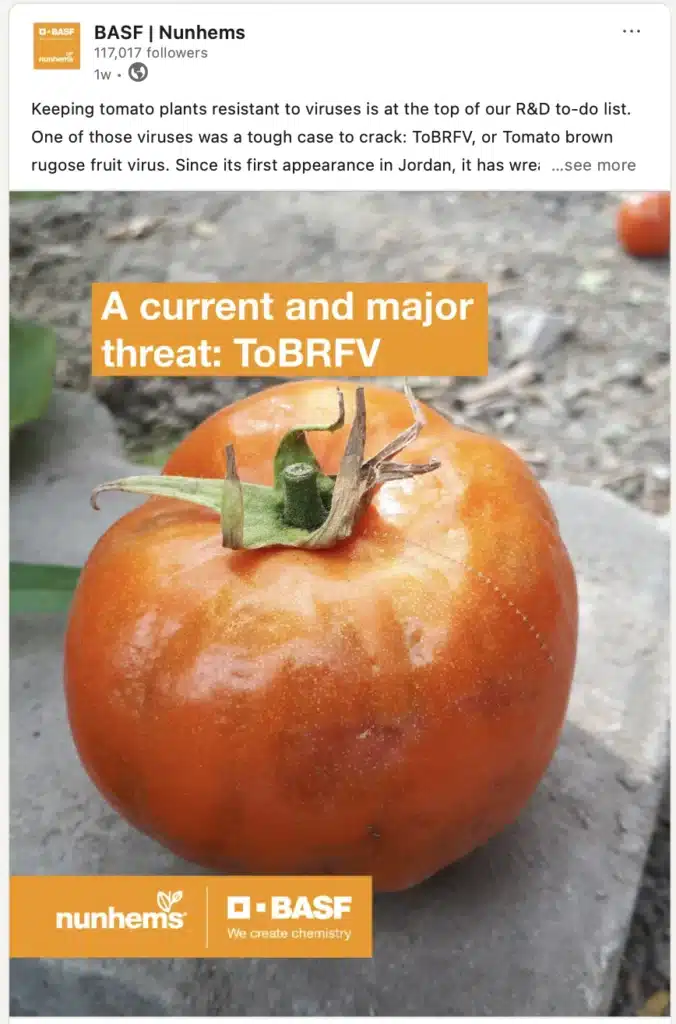 Afbeelding van een social post voor BASF Nunhems over het bestrijden van tomatenvirus TOBRfv